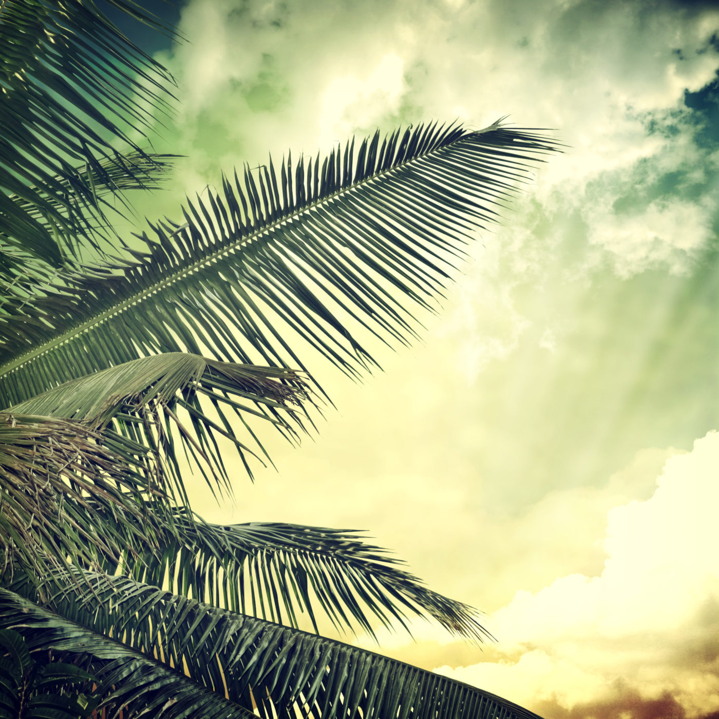 Image for Palms & Ashes: What a Time for a Holy Week