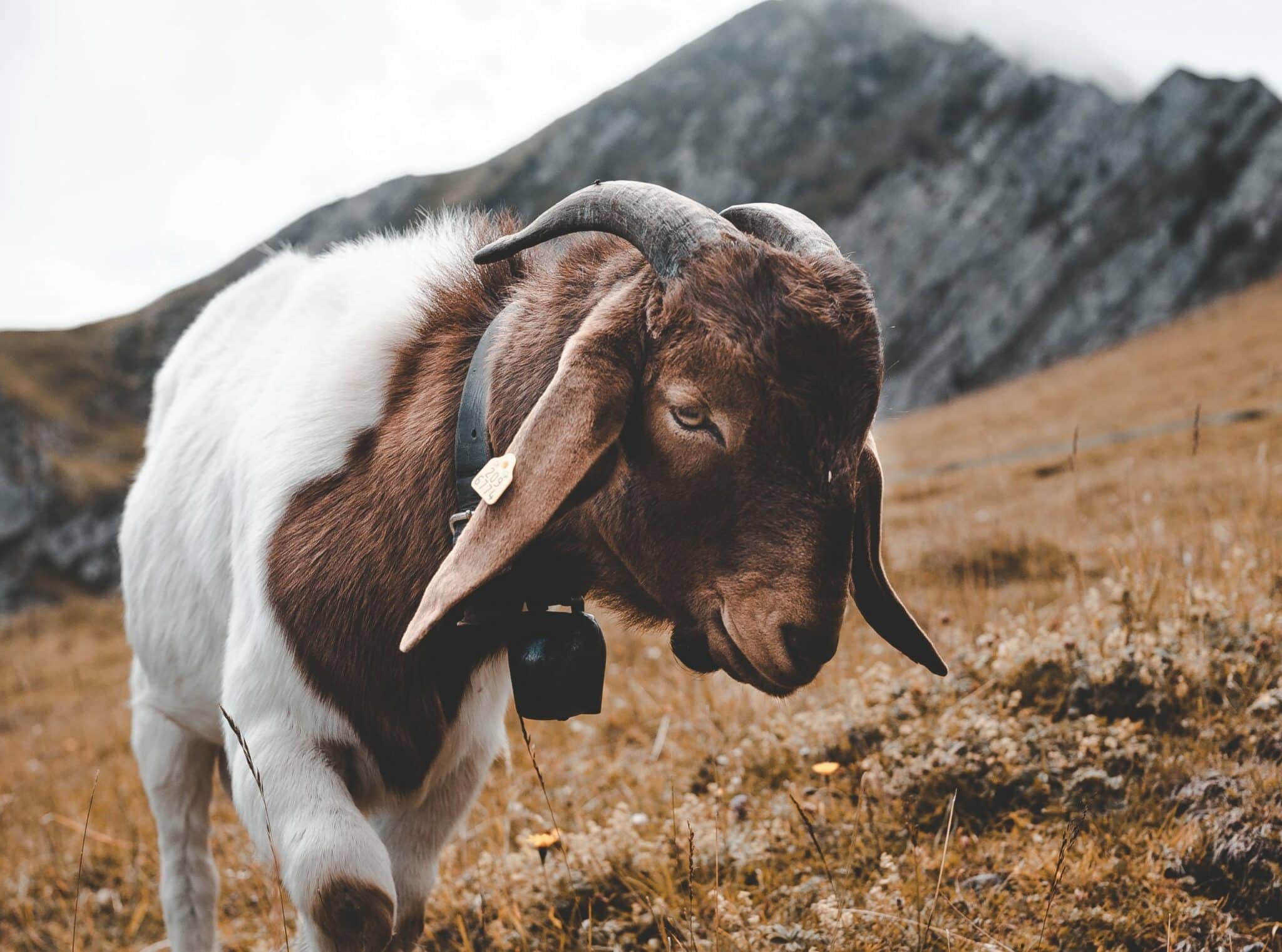 WHERE DID SATAN LIVE IN THE BIBLE visual data 3