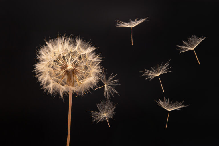 What Disciple Making Churches are Actually Doing